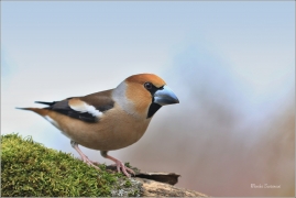 <p>DLASK TLUSTOZOBÝ (Coccothraustes coccothraustes) Šluknovsko - Jiříkov ---- /Hawfinch - Kernbeißer/</p>